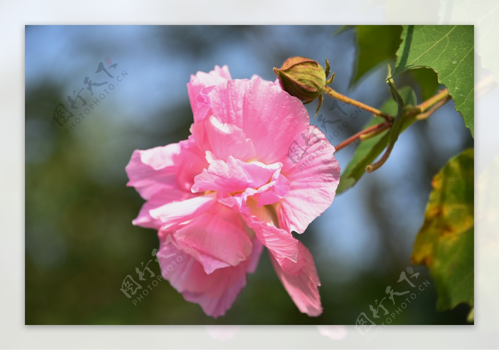 唯美粉色芙蓉花图片