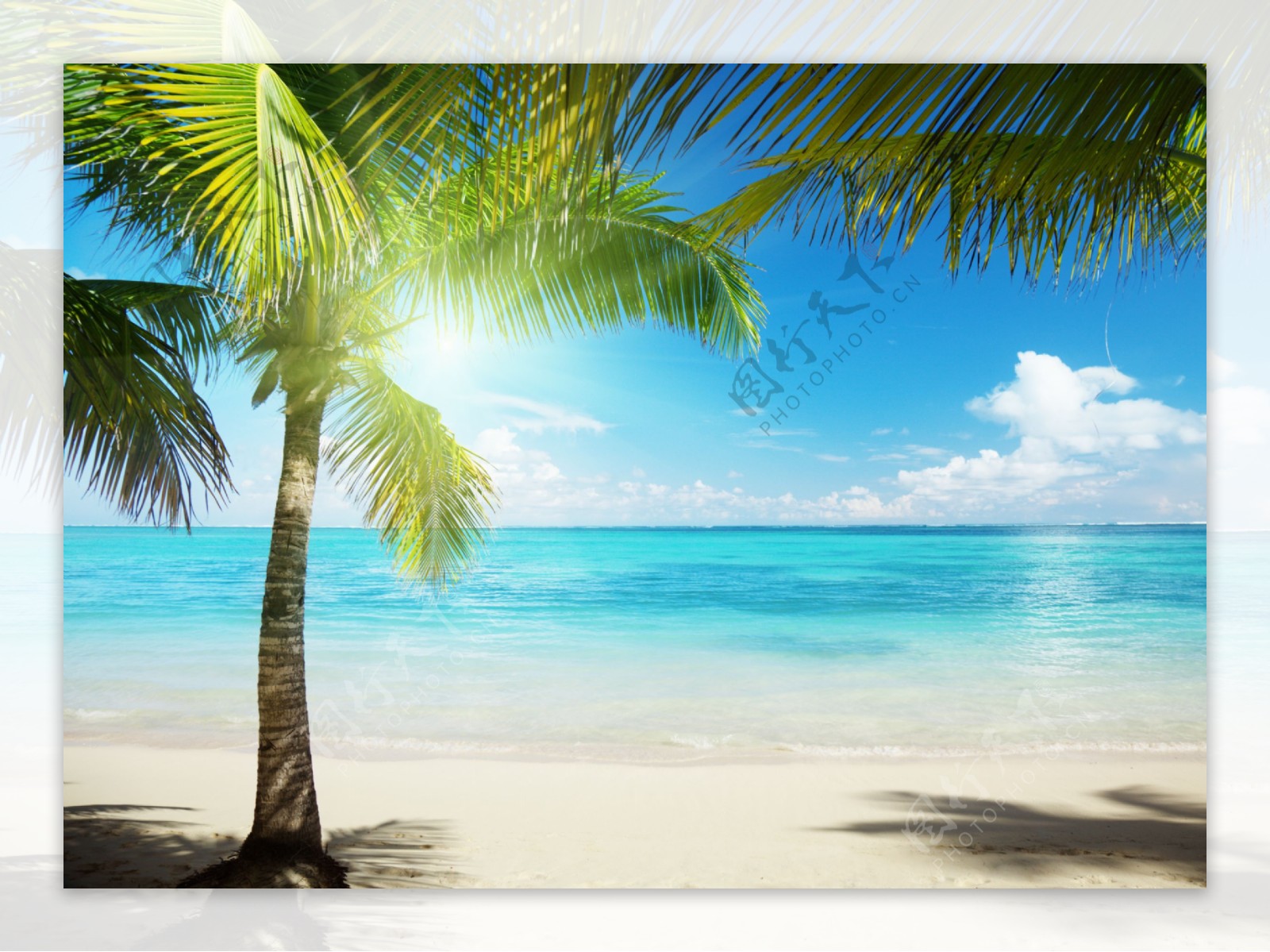 绿色海边椰子树风景图片