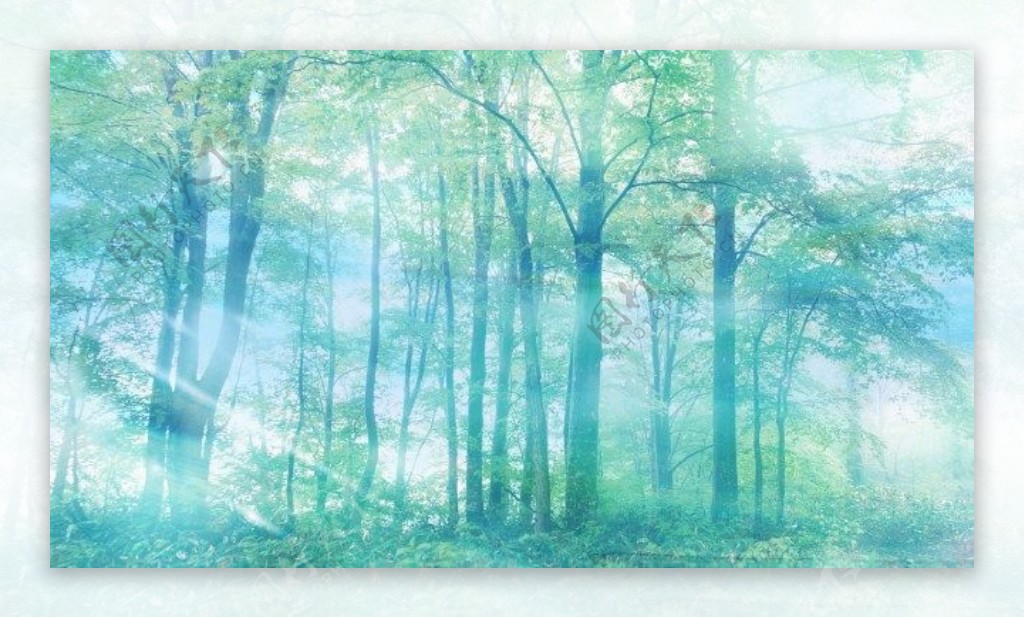朦胧树林风景图片
