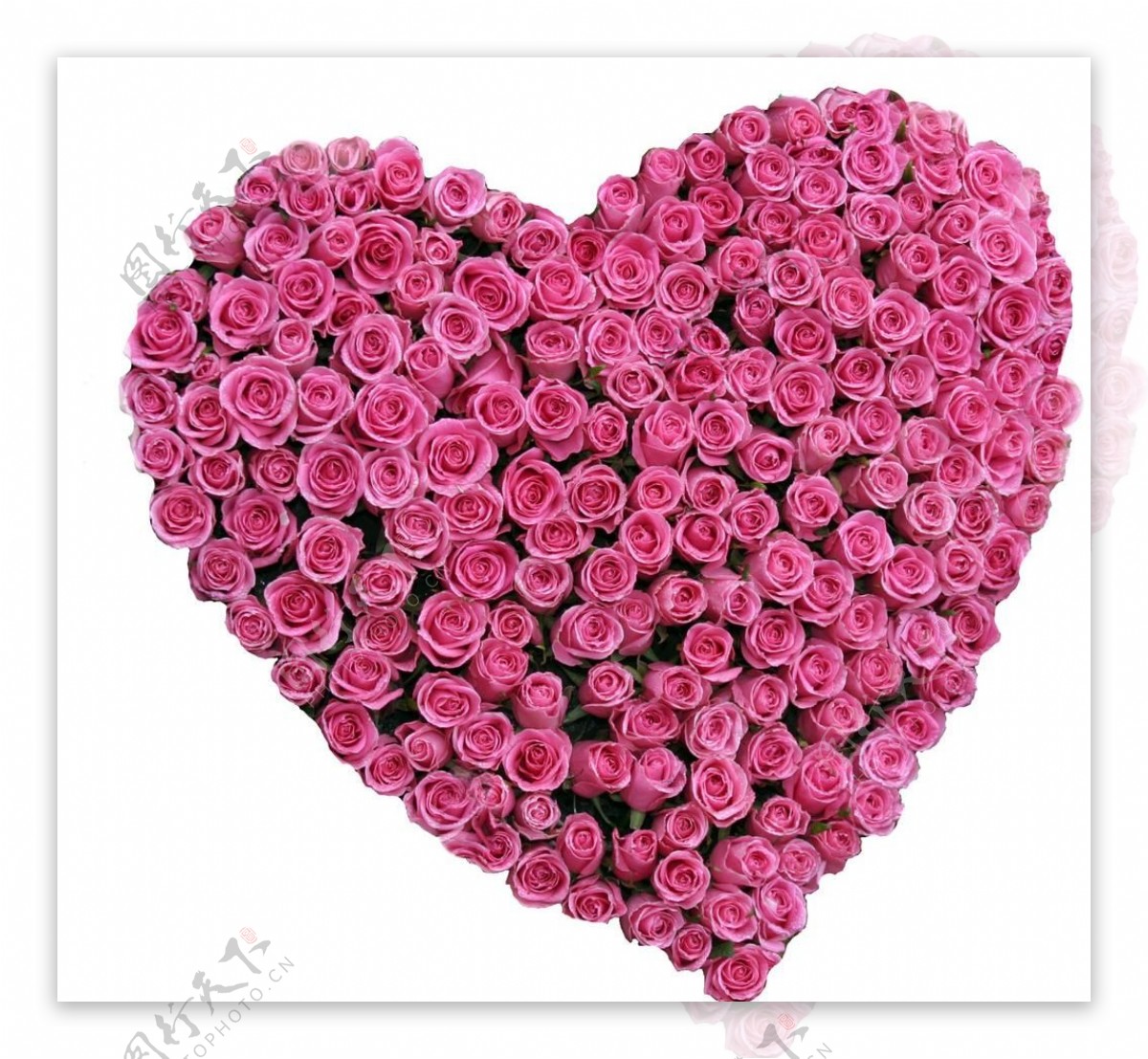 心形玫瑰花花束图片