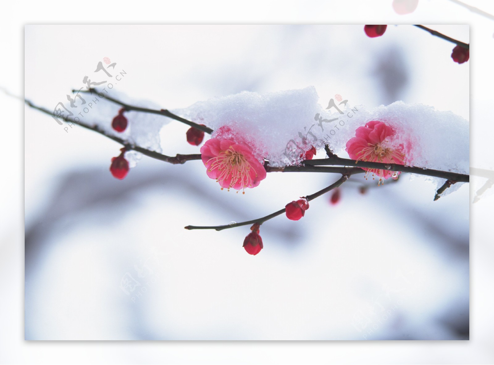 冬季梅花图片