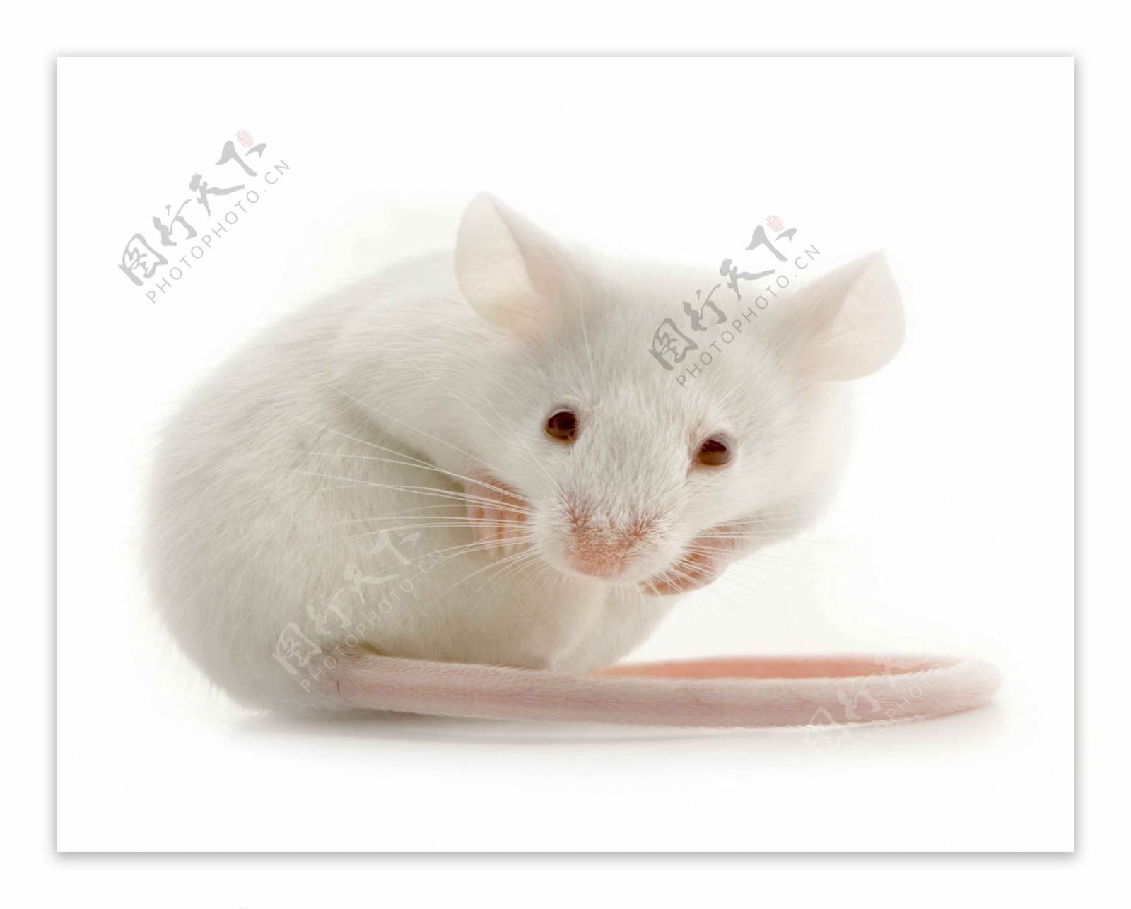 高清可爱的小老鼠空白图片宠物图片仓鼠图片白老鼠高清图片