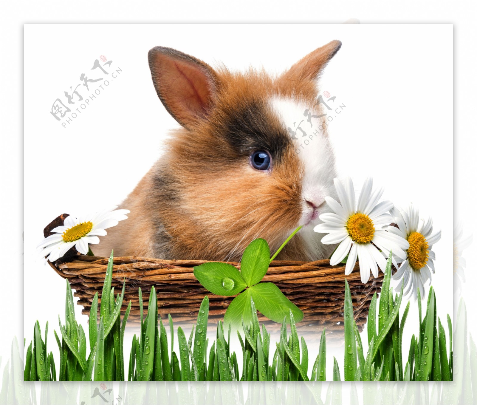 萌可爱兔子图片