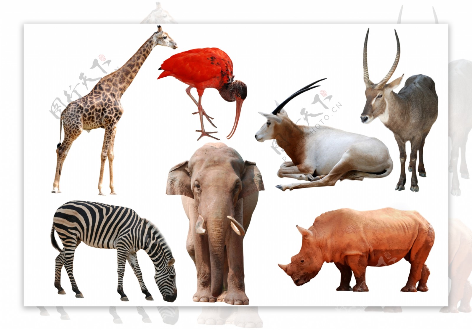 7种野生动物高清图片