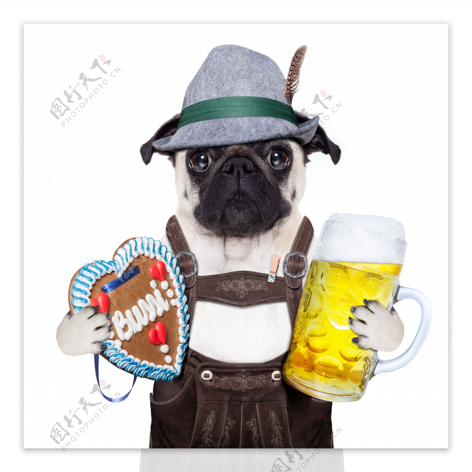 戴帽子抱着啤酒的小狗