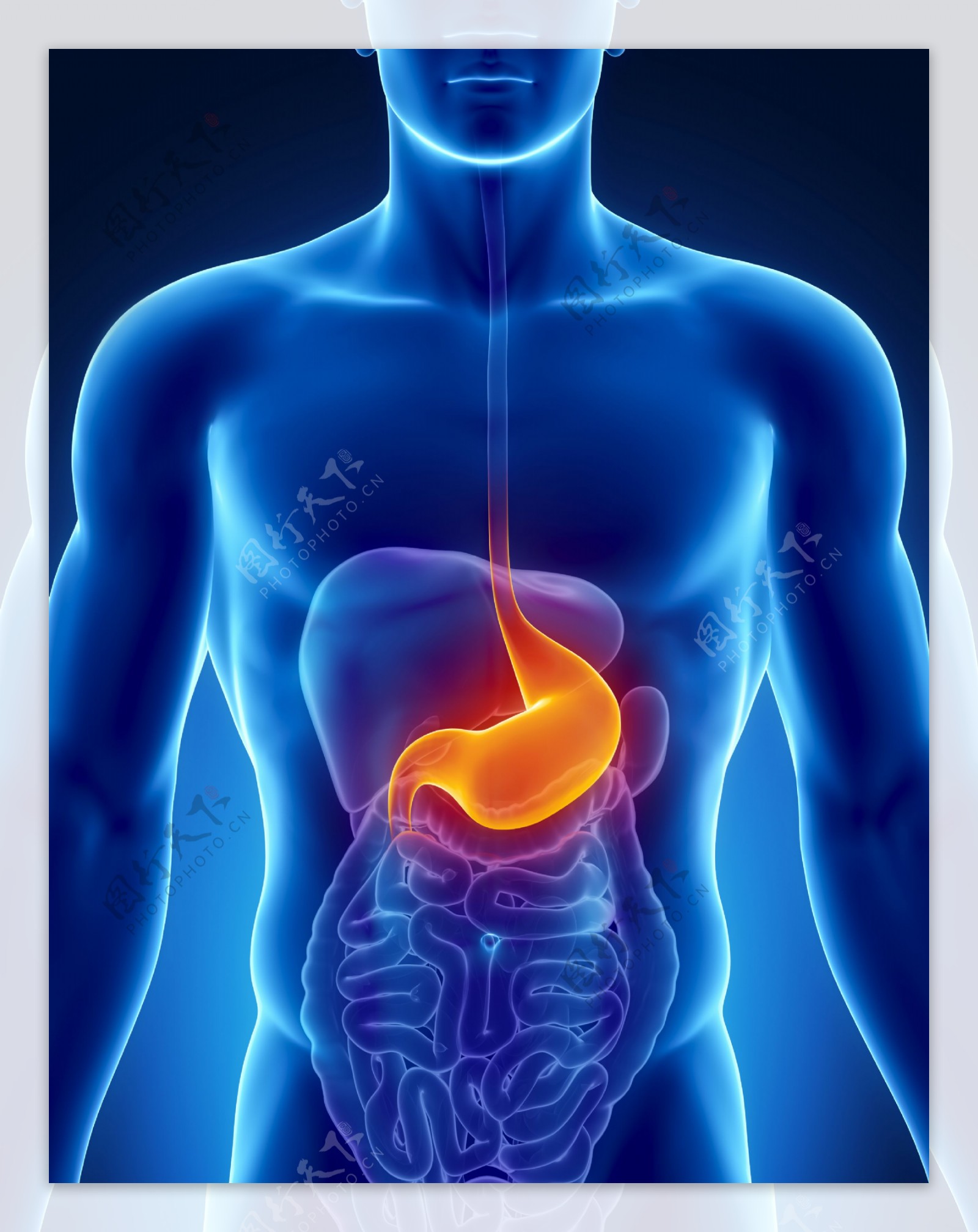 男性胃器官图片