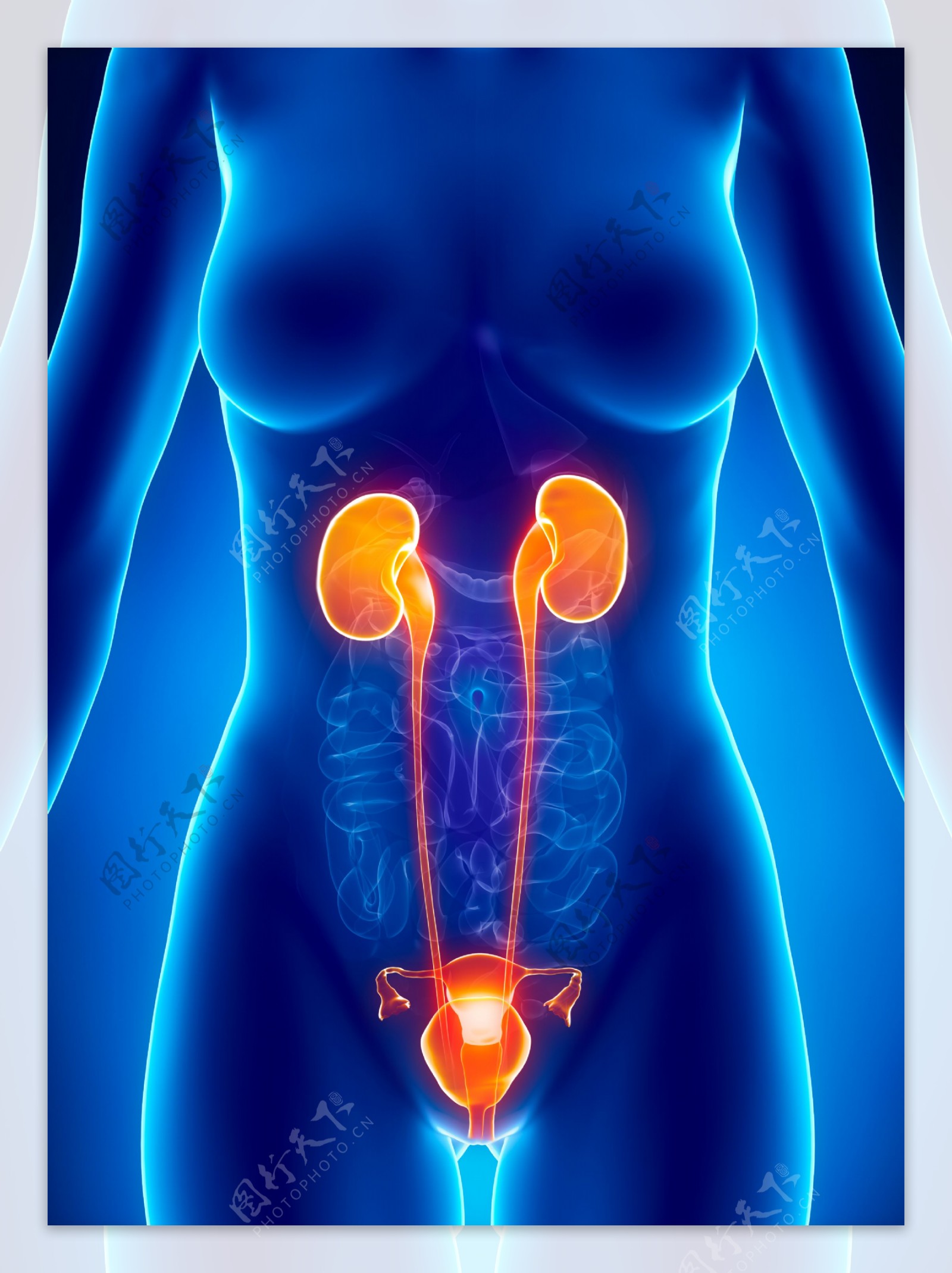 女性肾器官与生殖器官图片