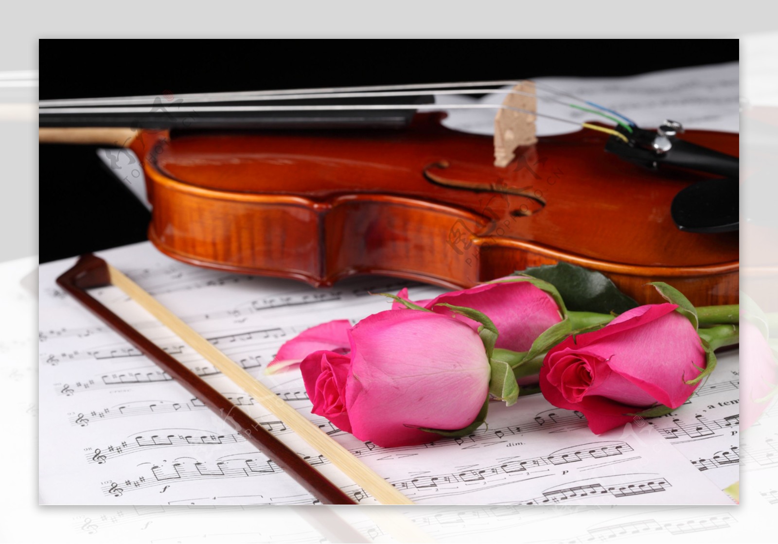 小提琴与玫瑰花摄影图片图片