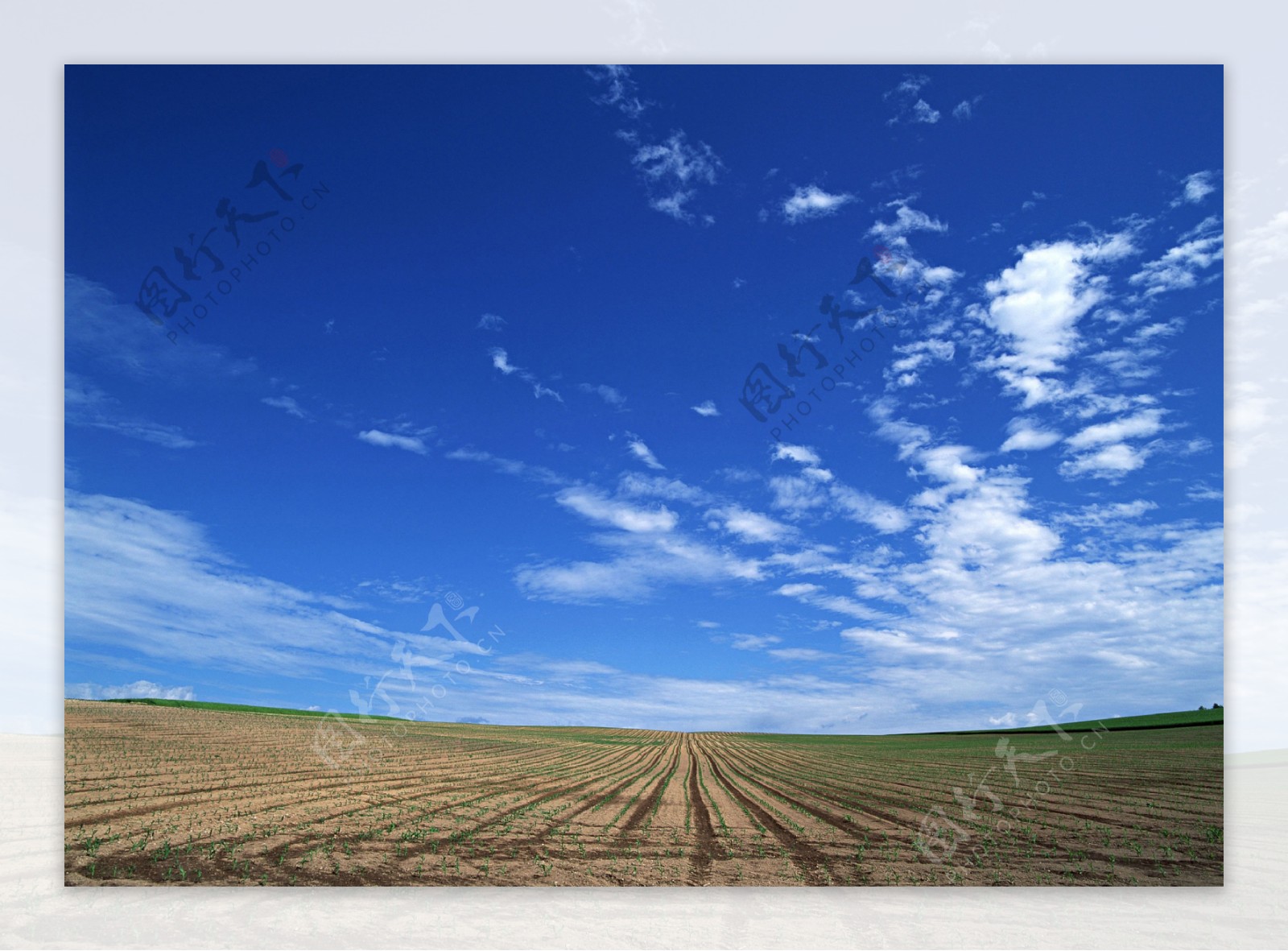 蓝天下的田地风景图片