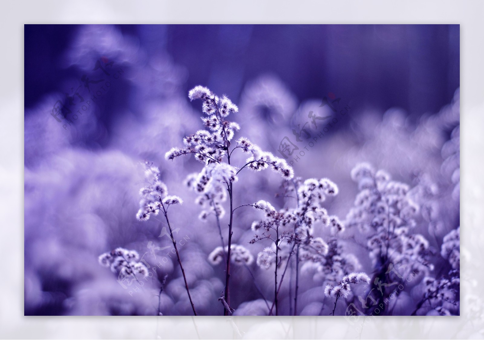 漂亮的紫色花朵