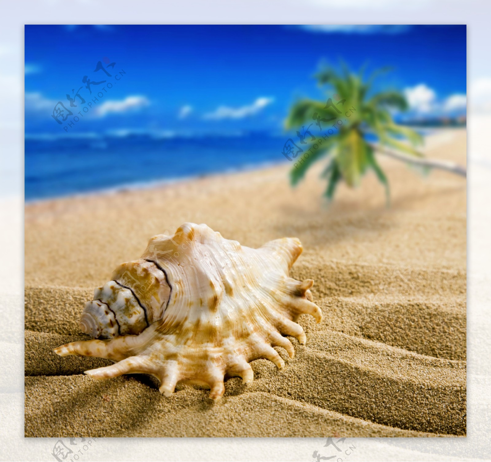 夏日沙滩贝壳风景图片