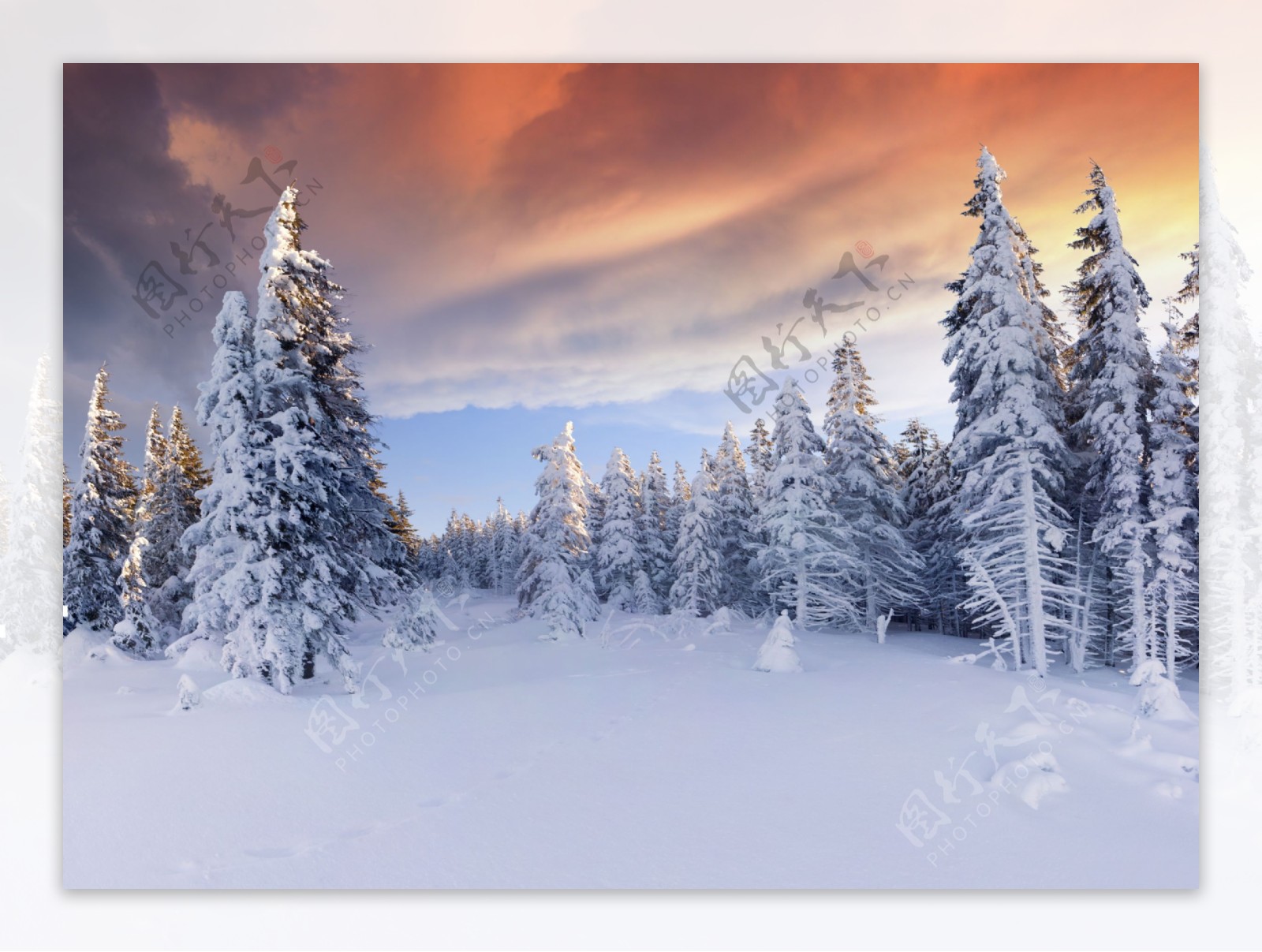 树林雪景与雪地风景