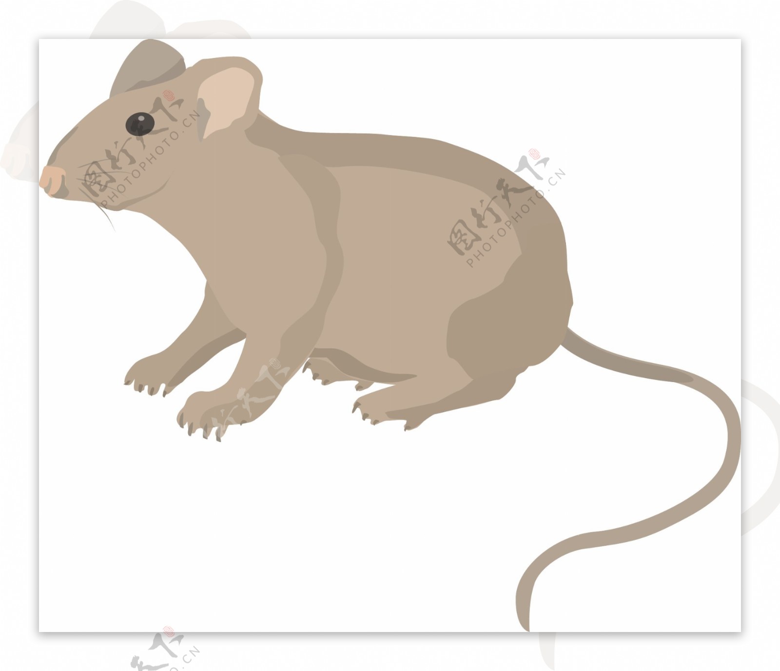 小鼠3