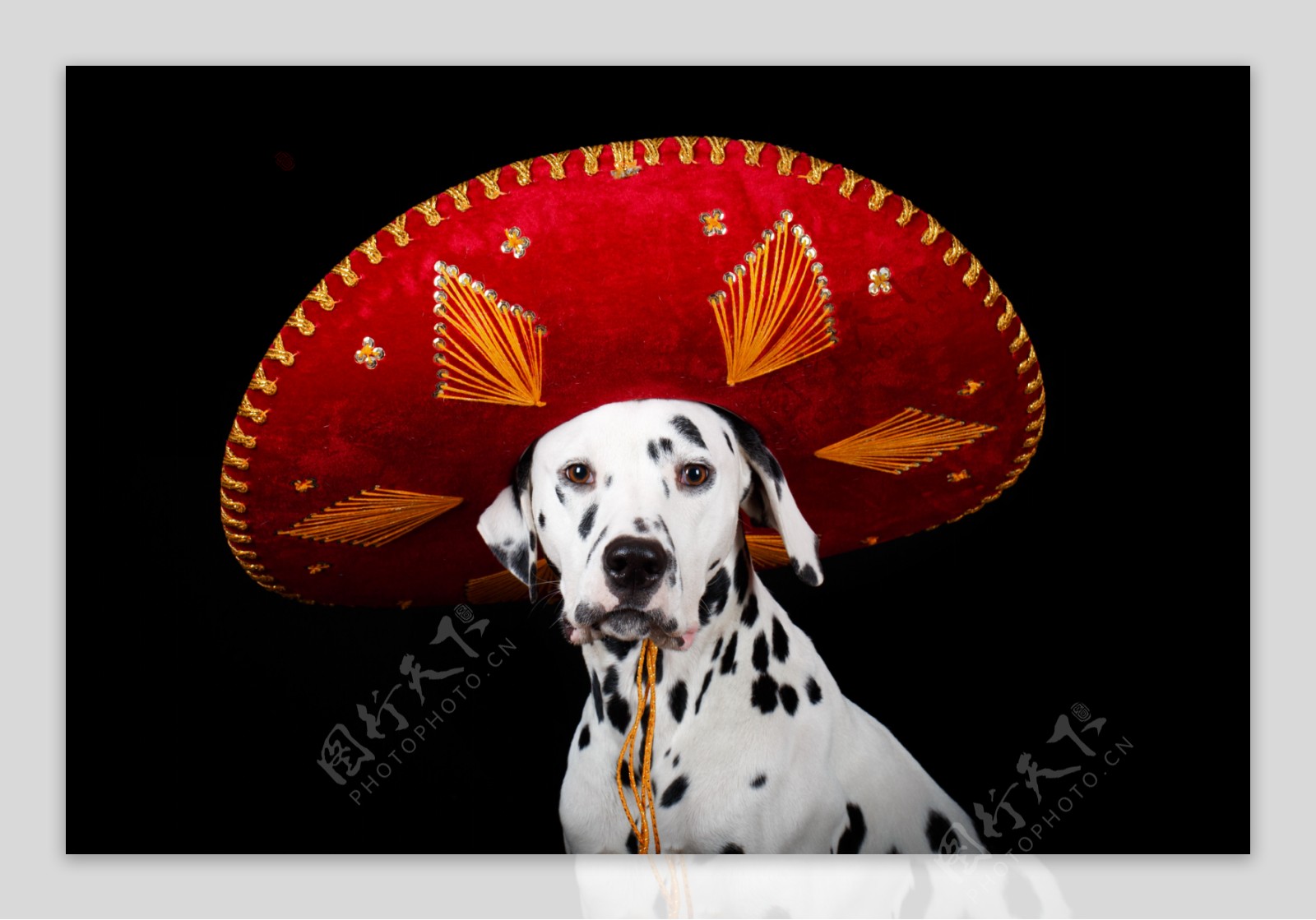 戴墨西哥帽子的斑点狗图片