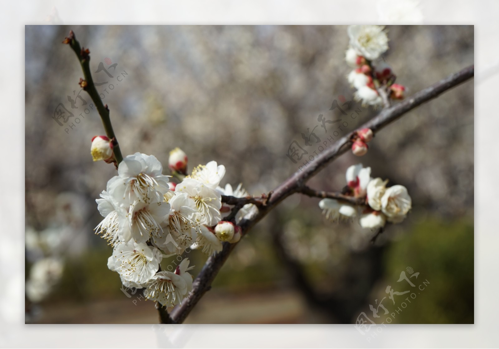 春天白梅花图片