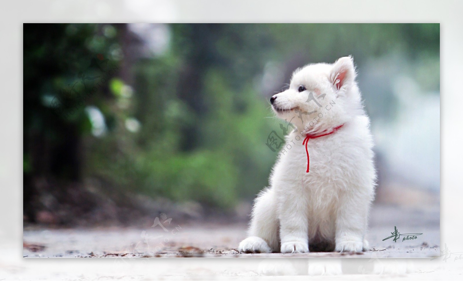 可爱白色小狗图片