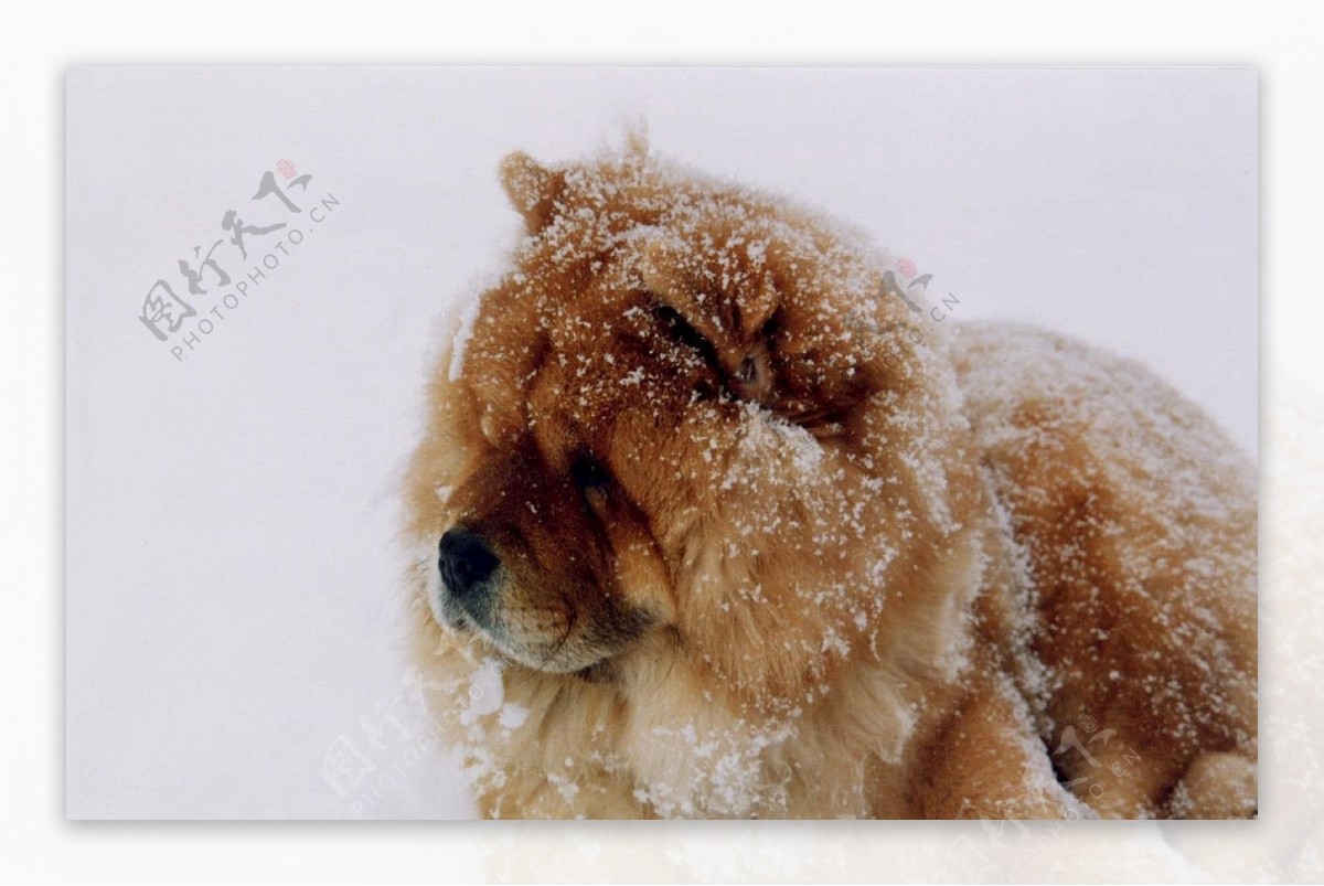 雪地里松狮犬图片
