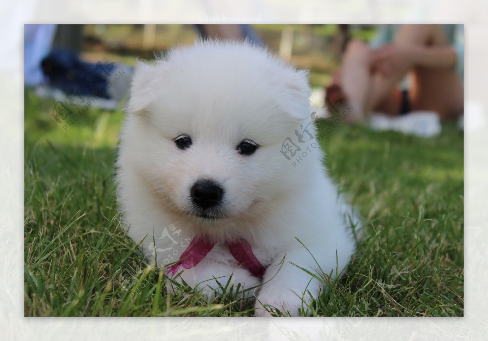 白色小狗狗图片