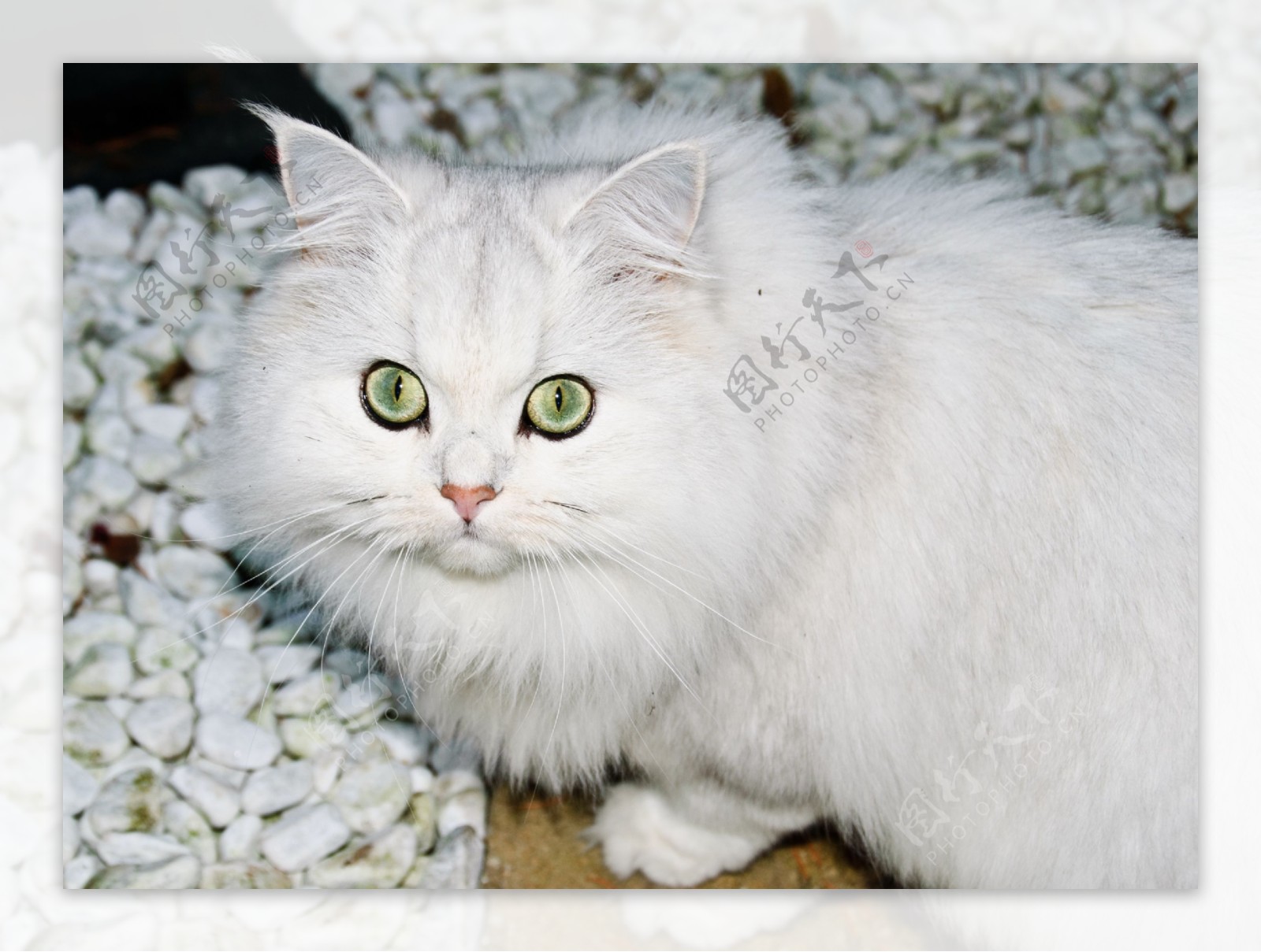 雪白色小猫咪高清图片