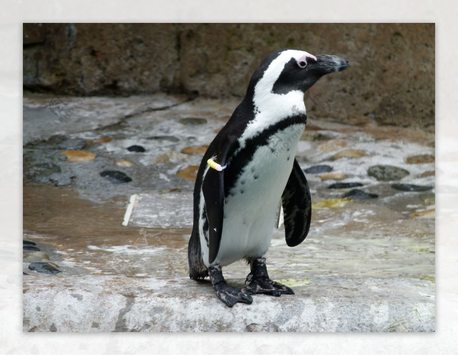 非洲黑脚企鹅图片