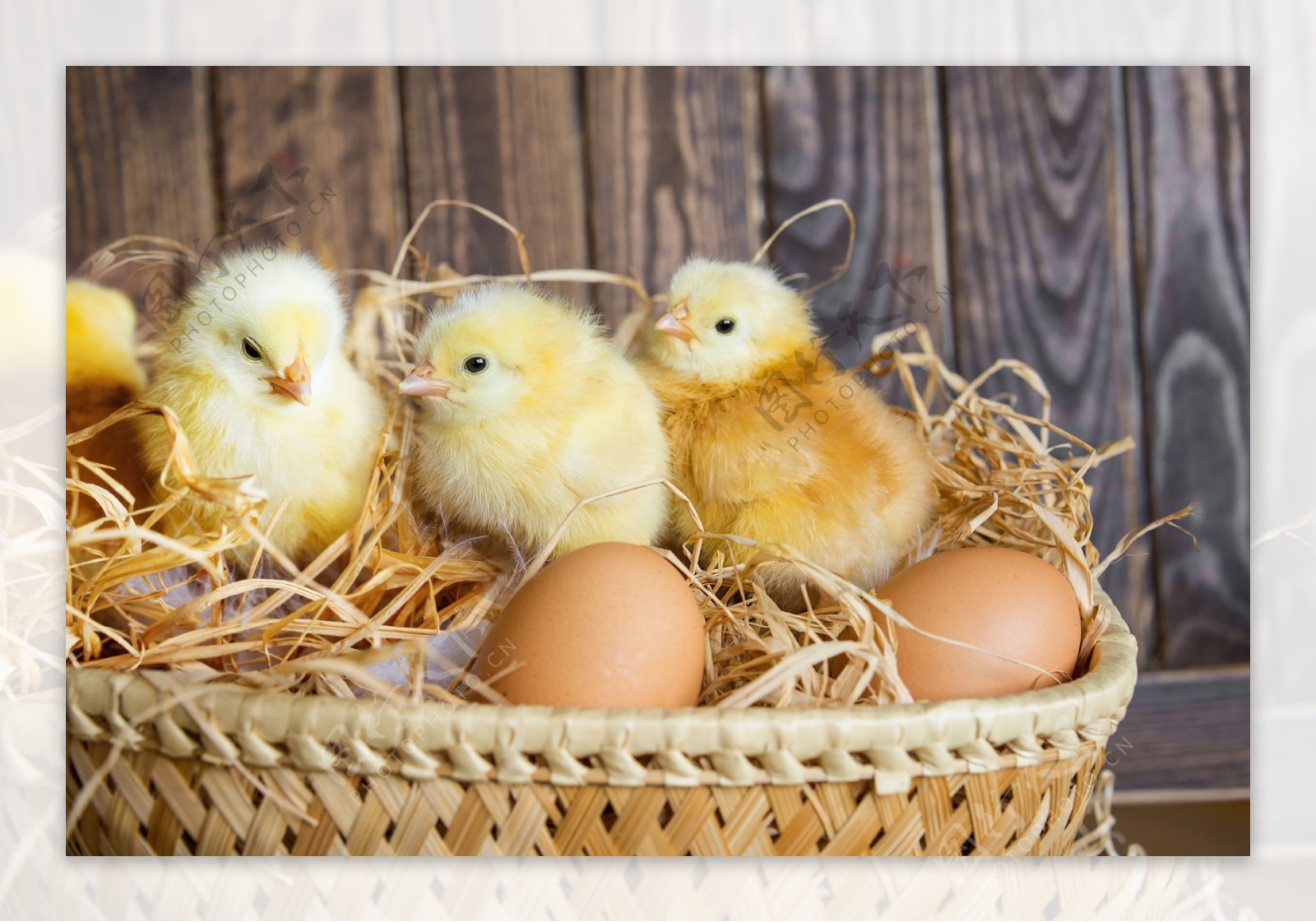 篮子里的小鸡和鸡蛋
