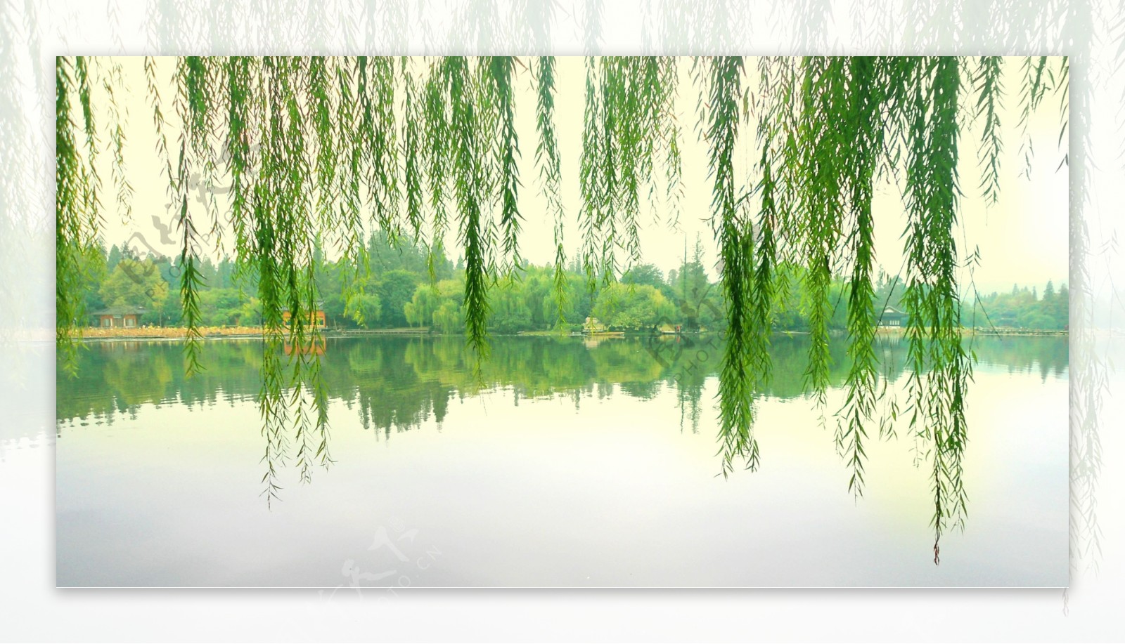 杭州西湖杨柳图片