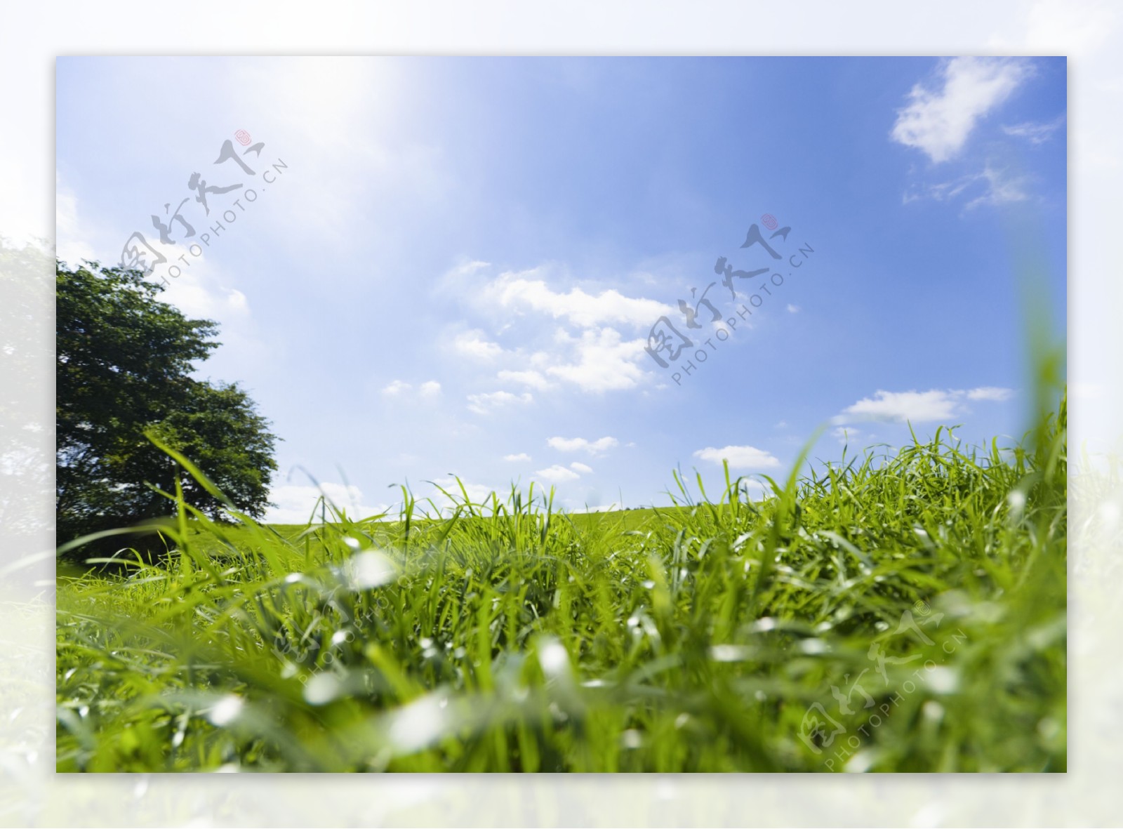 绿色草地高清图片素材