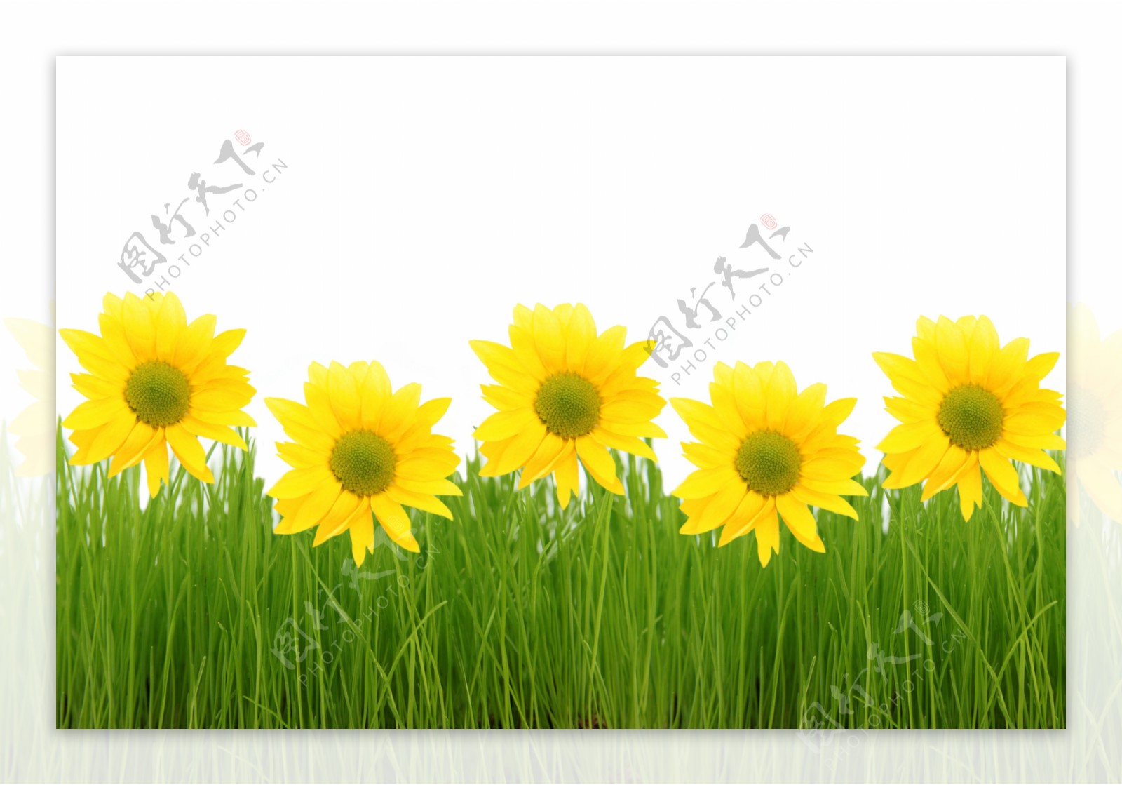 绿色草地上的黄色花
