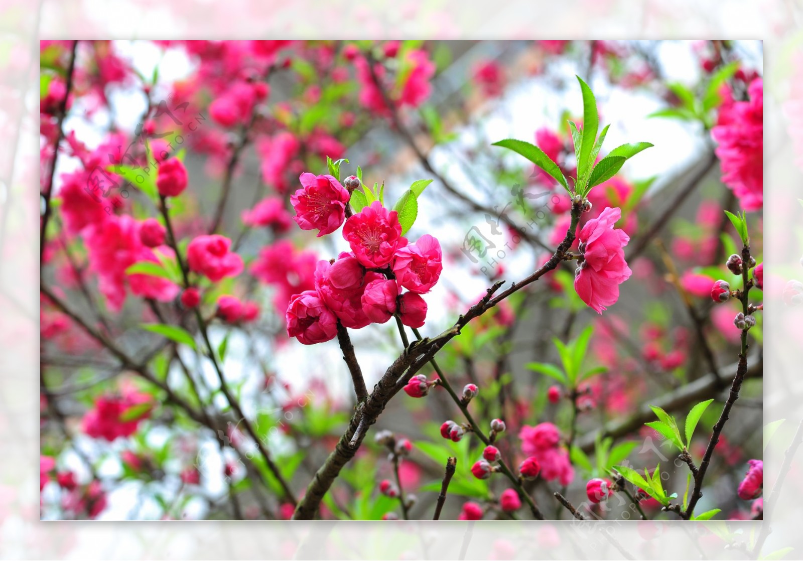 桃花图片