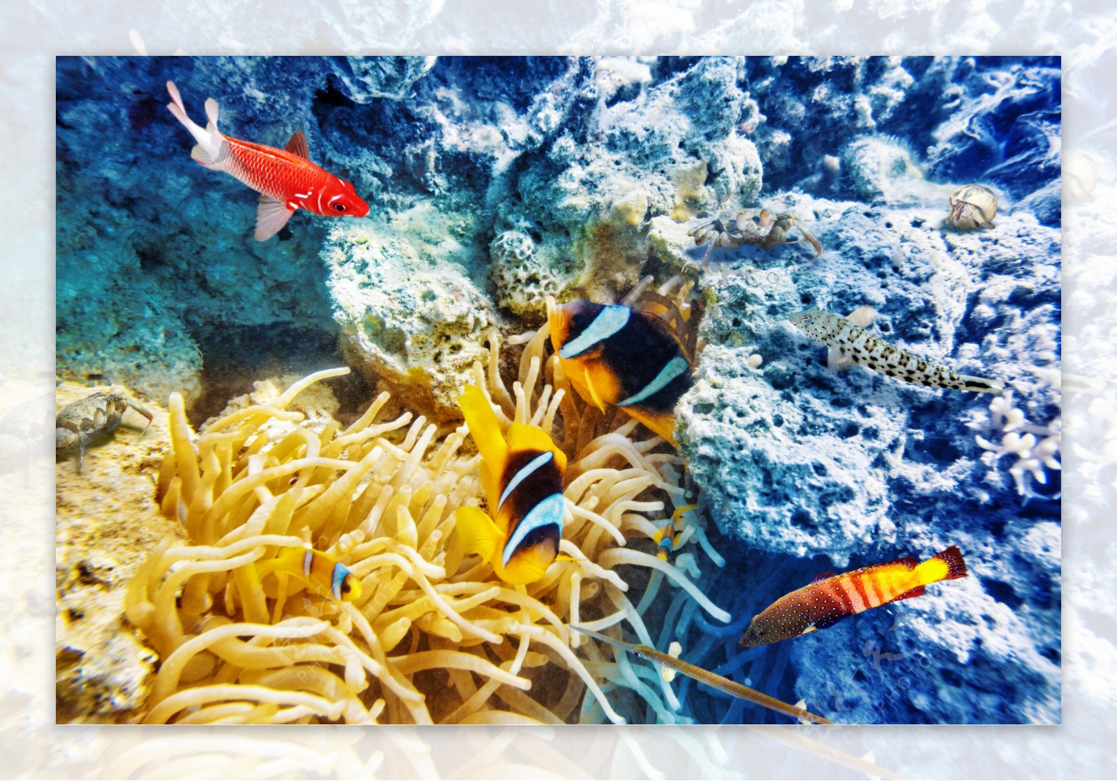 美丽的珊瑚与鱼群