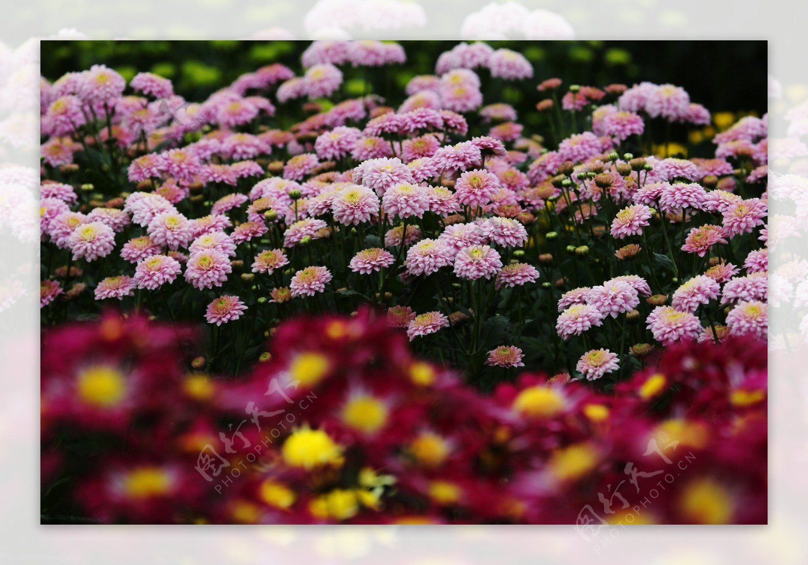 菊花特写图片