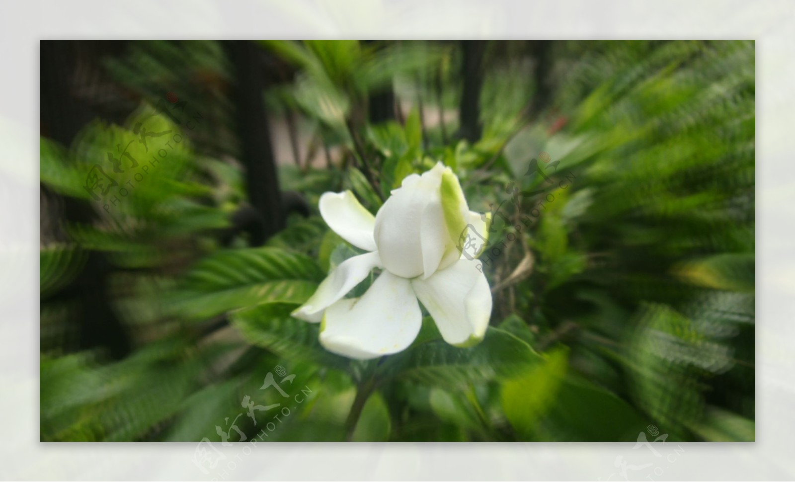 栀子花图片