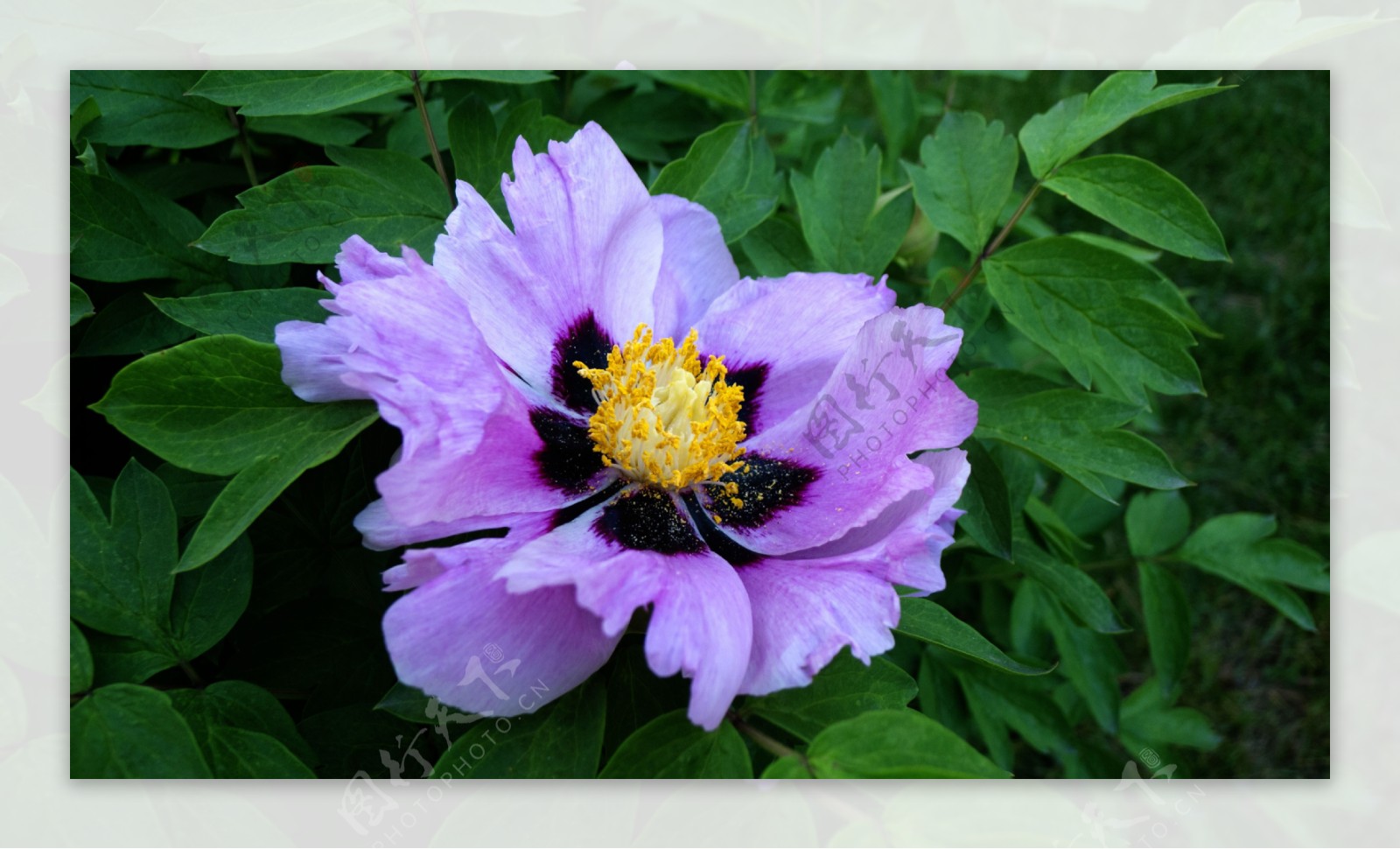 唯美紫色牡丹花图片