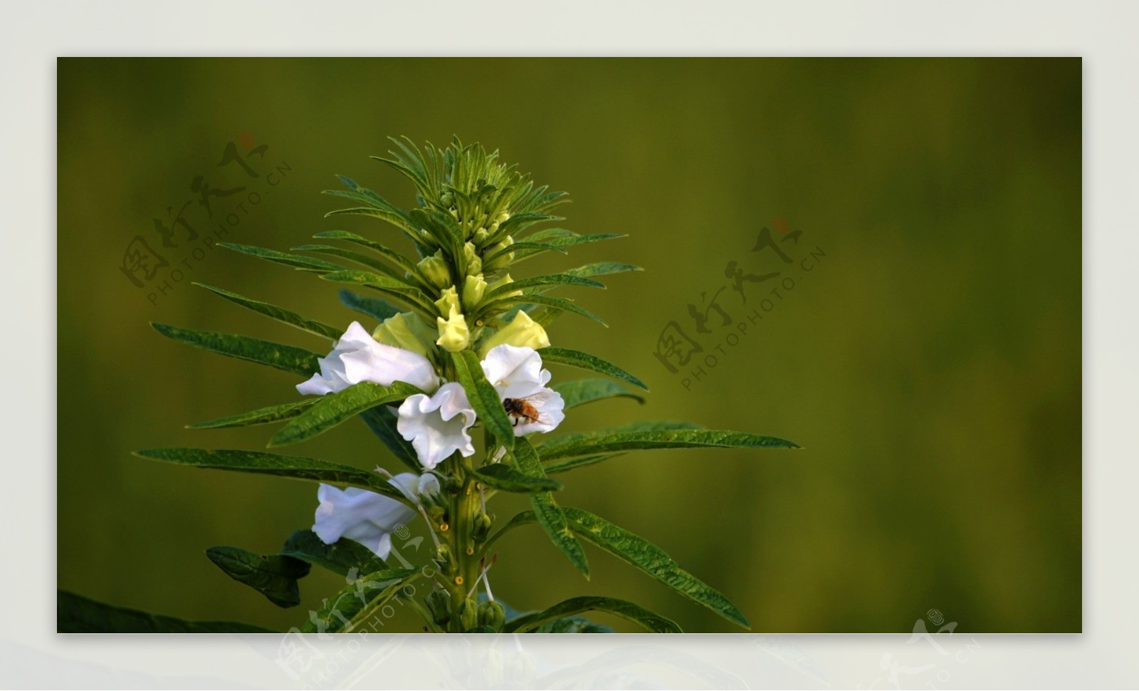 鲜艳芝麻花图片