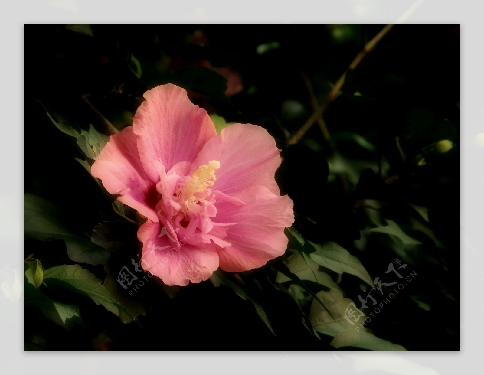 鲜艳粉色木槿花图片