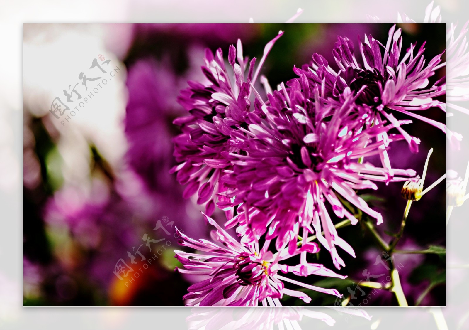 唯美紫色菊花图片