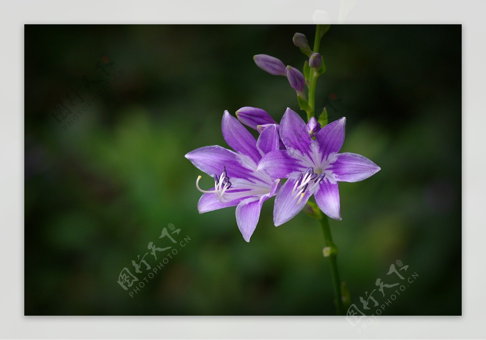 紫色玉簪花图片