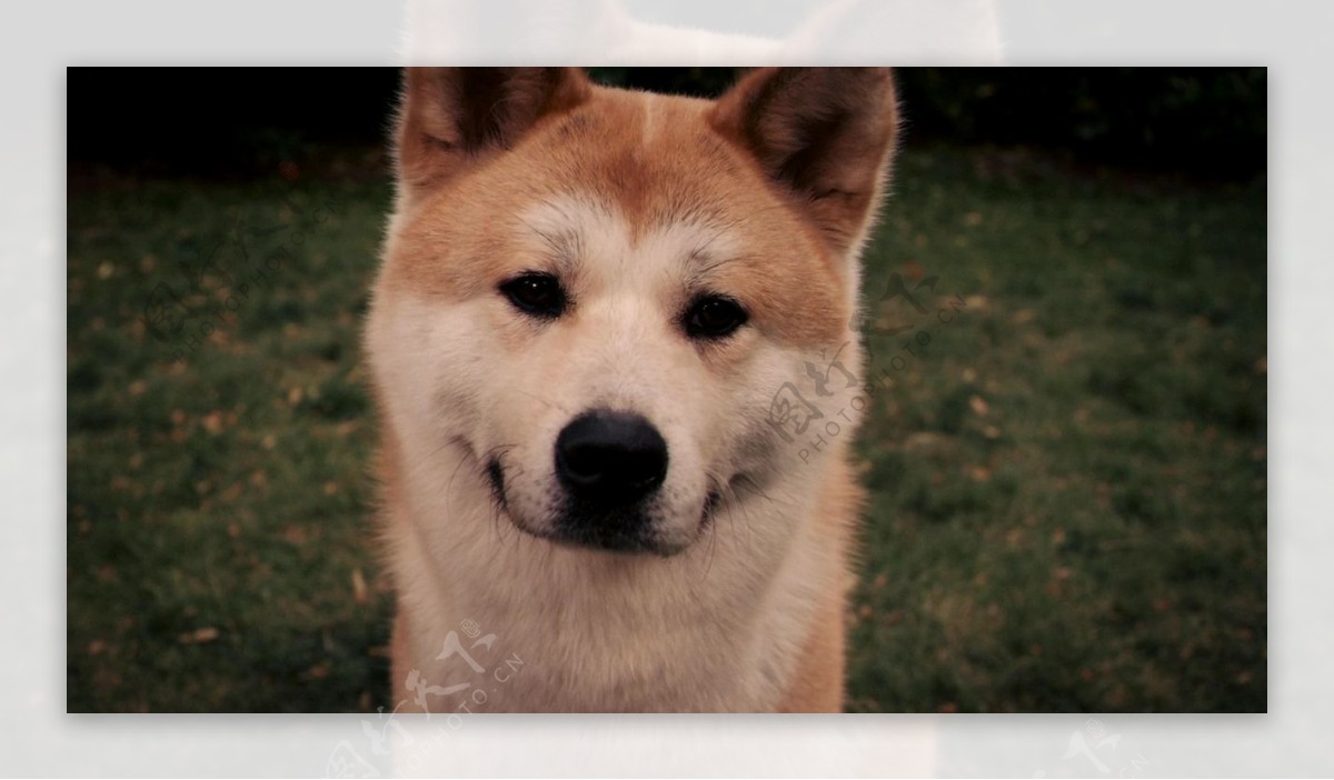 日本秋田犬八公图片