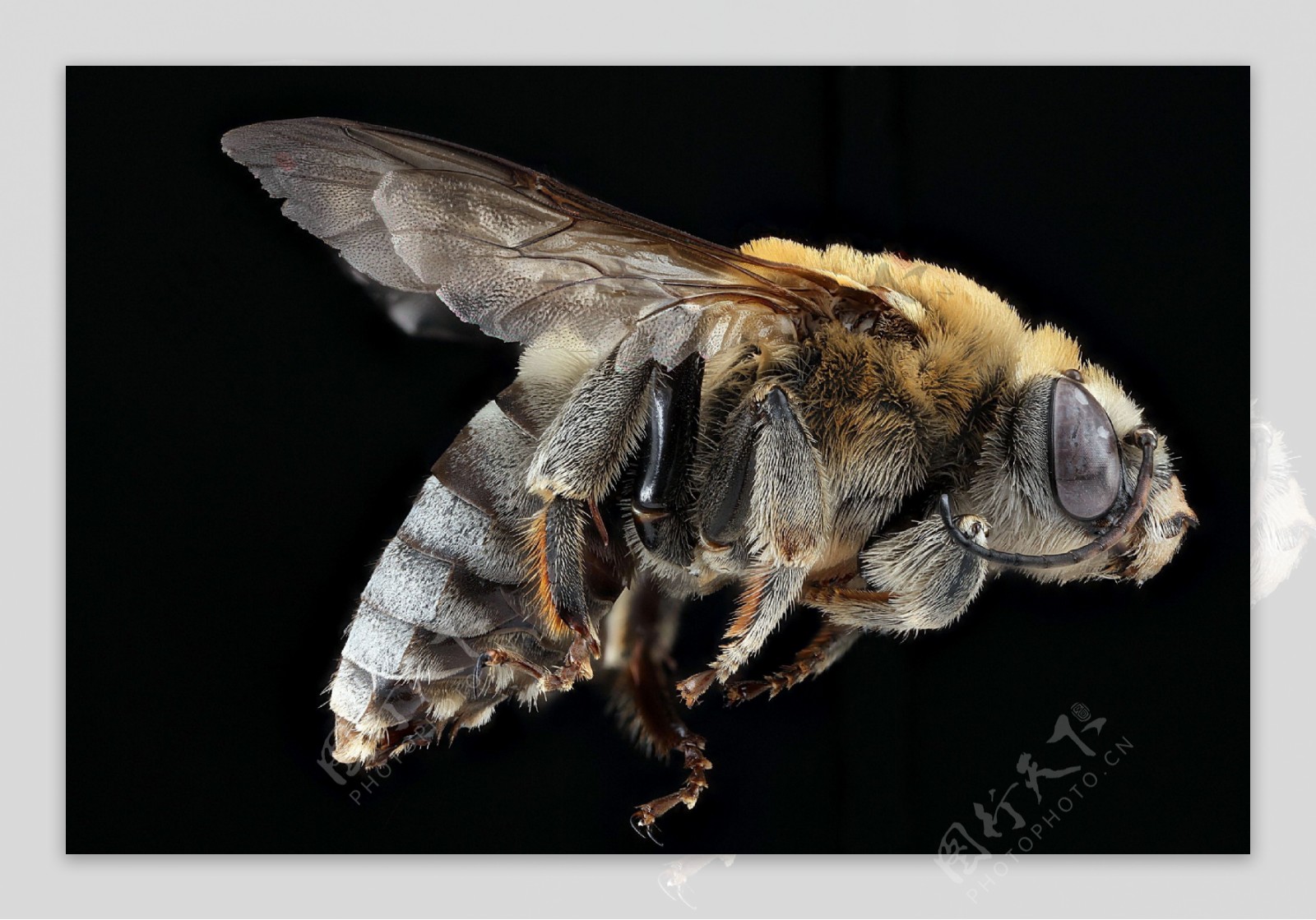 蜜蜂蜂王图片