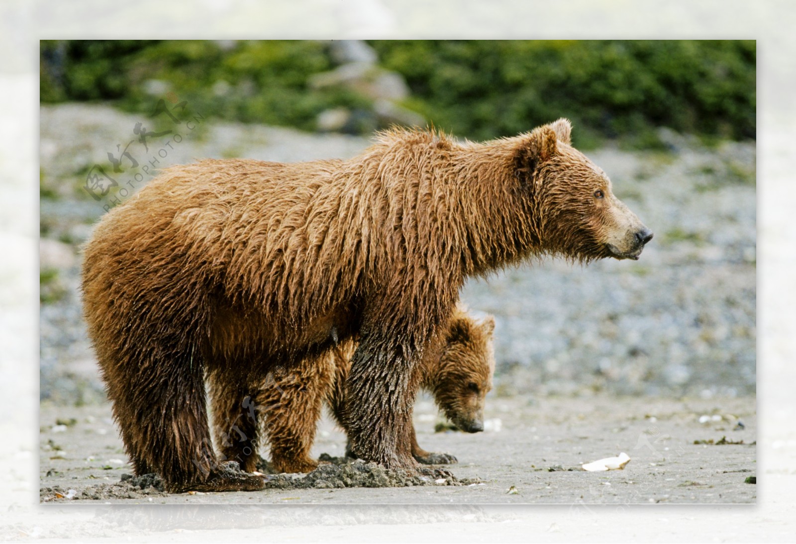 母熊与小熊
