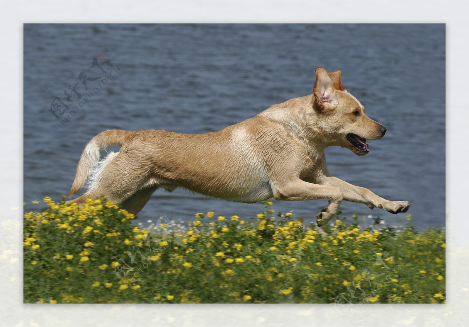 奔跑的宠物狗狗高清图片-千叶网