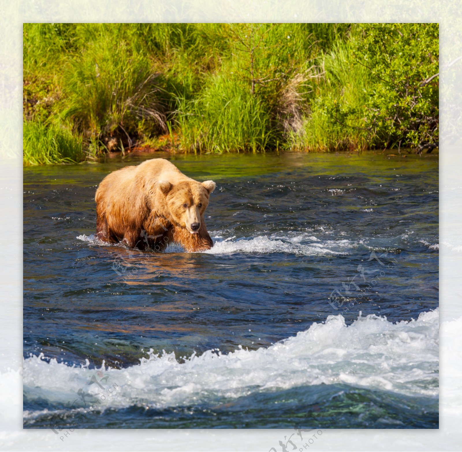 水中的狗熊