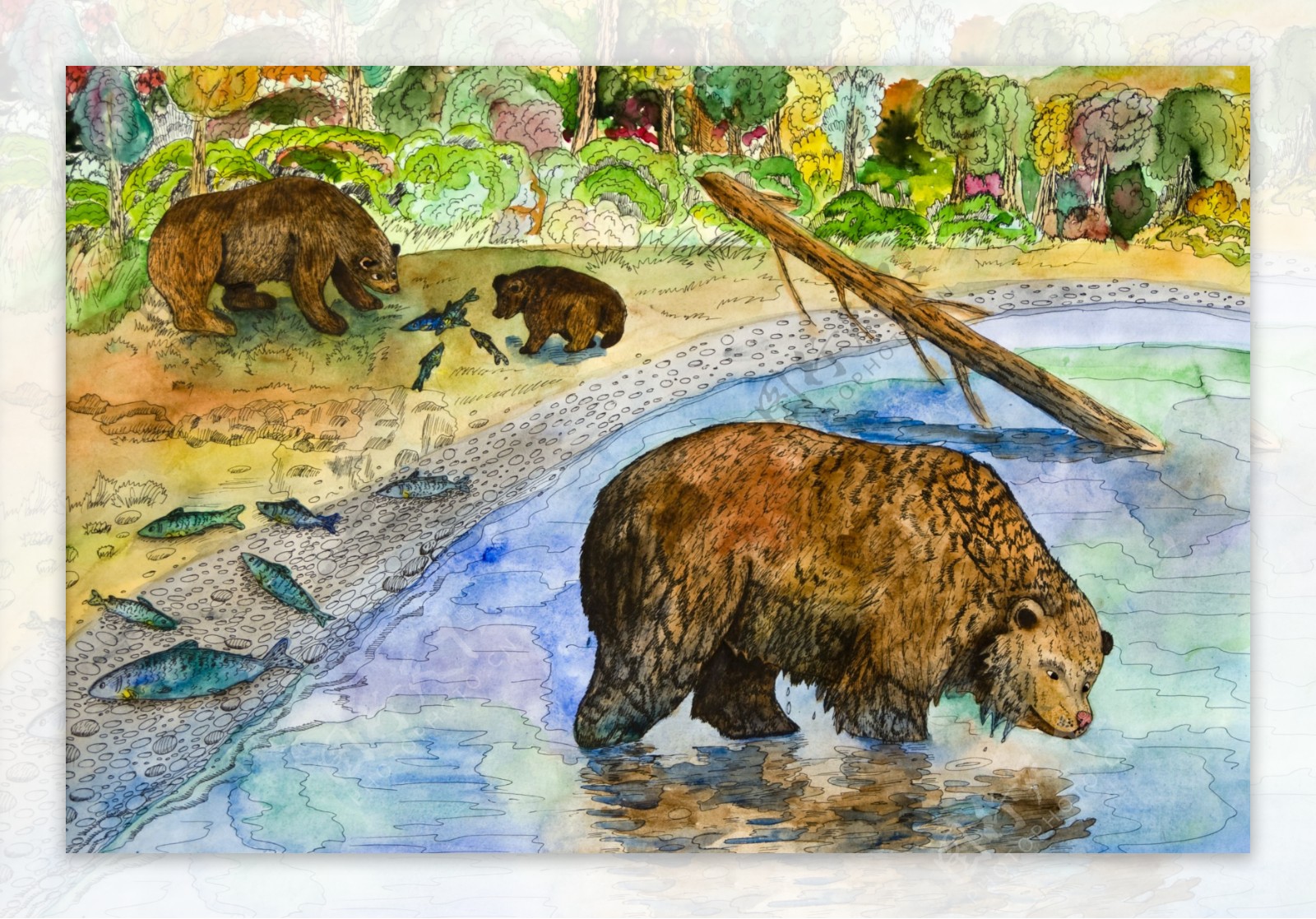 水彩棕熊插画