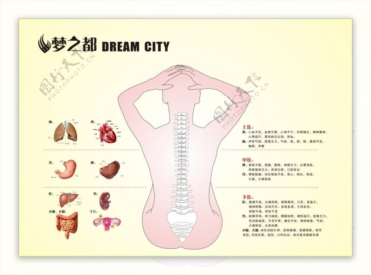 人体脏器图