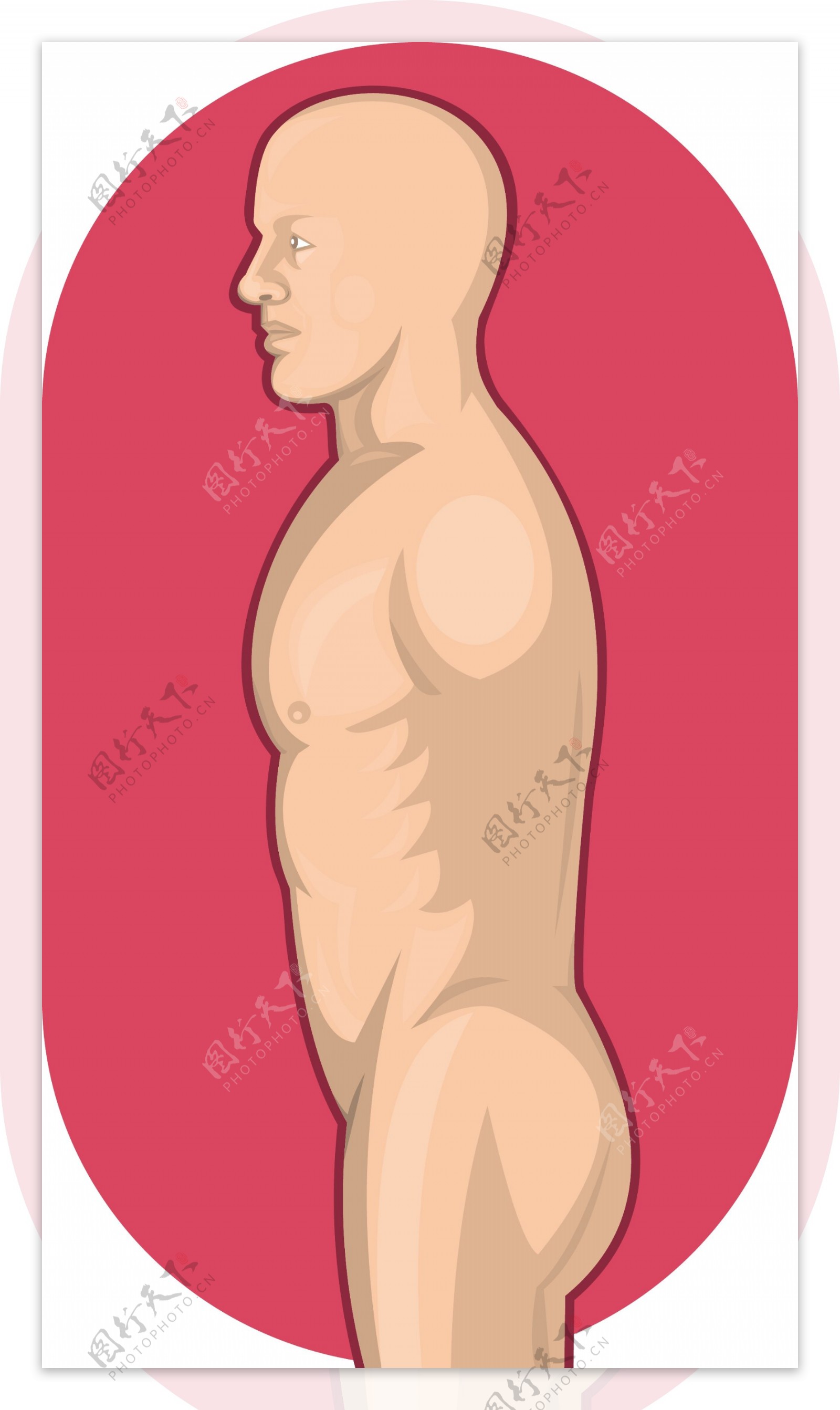 男性人体解剖站侧视图