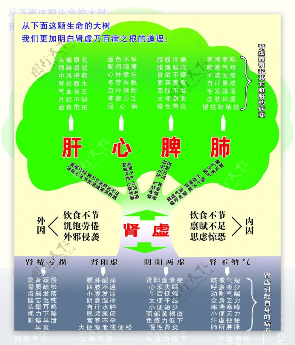 绿之韵肾树图