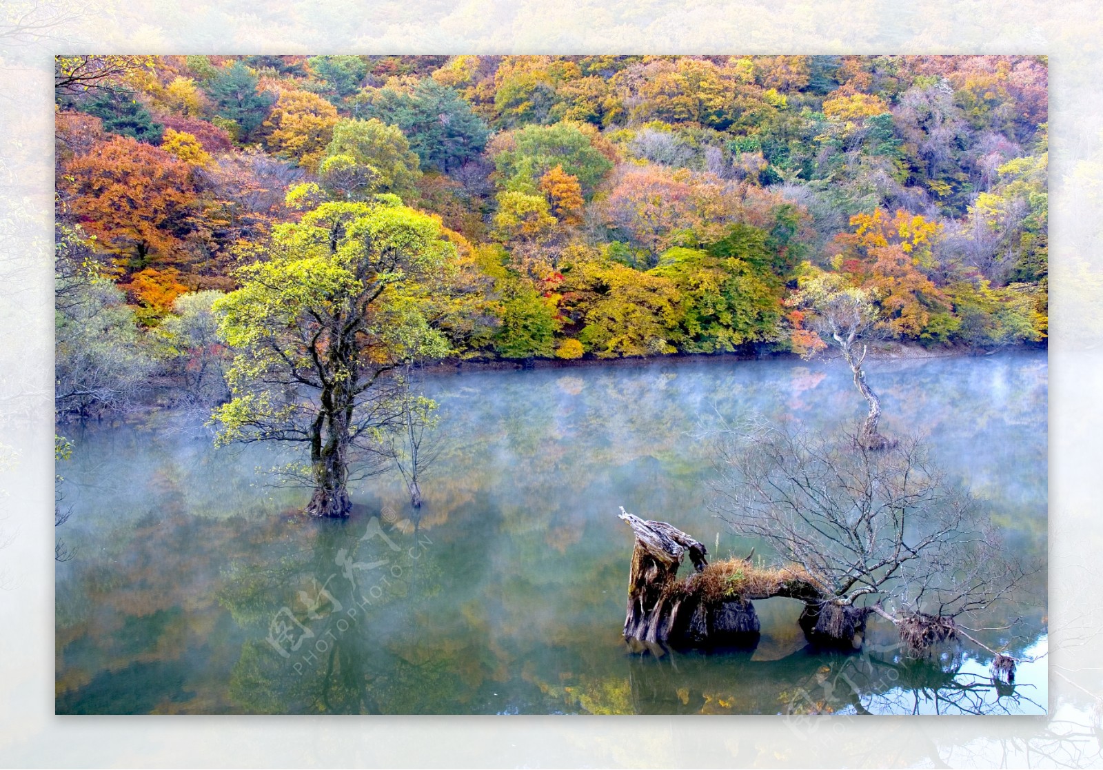 枫树林湖景图片