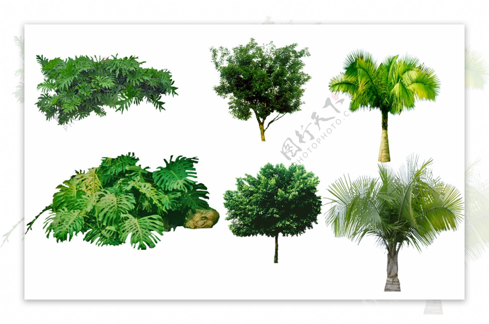 绿化景观素材树图片
