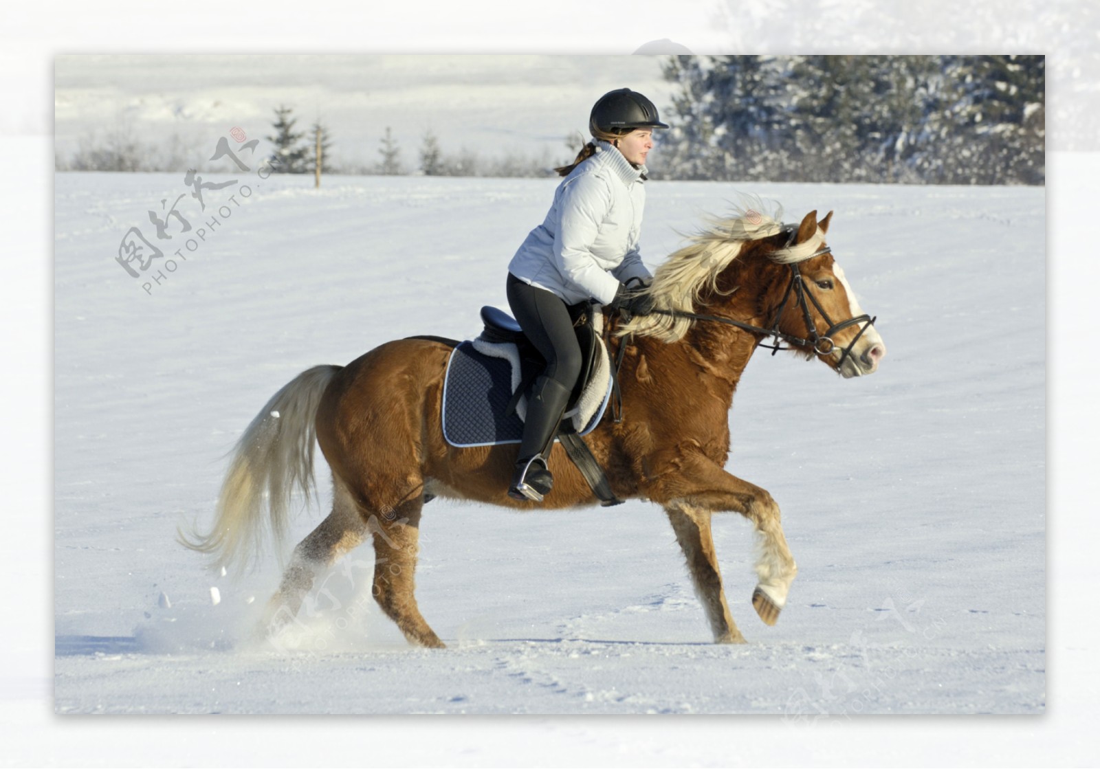 雪地上骑马的女孩图片
