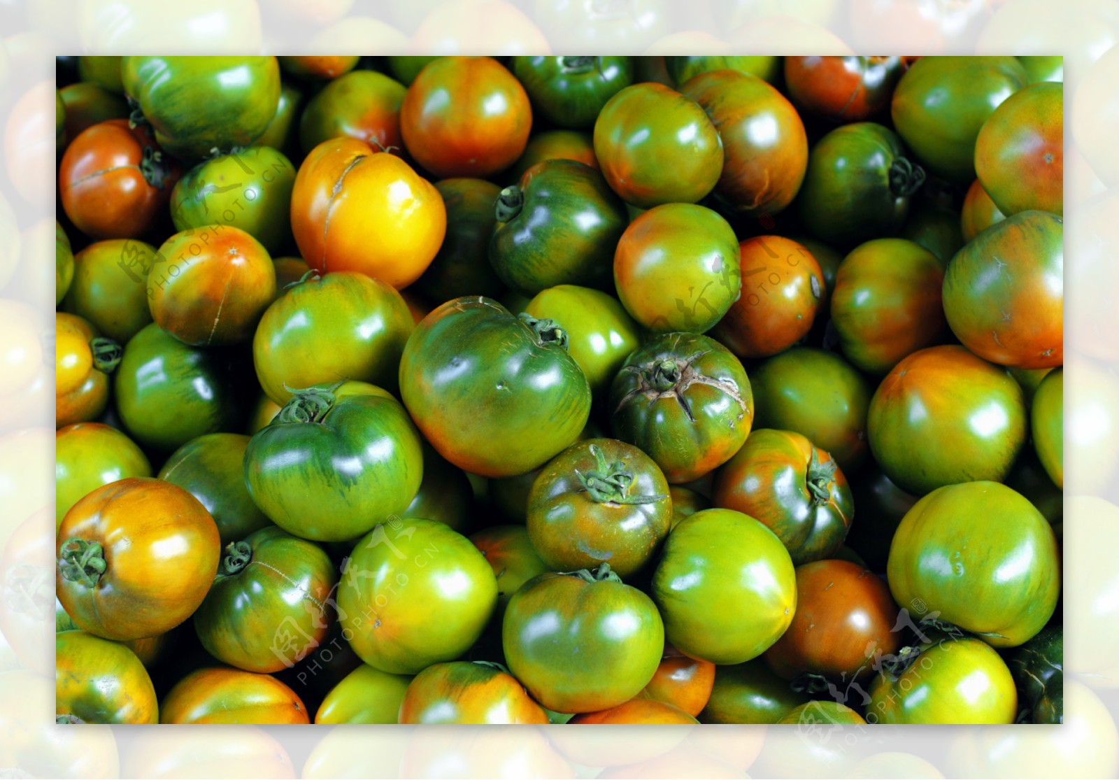 西红柿图片图片